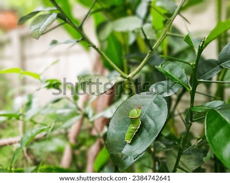 A big green caterpillar was crawling on the leaves.