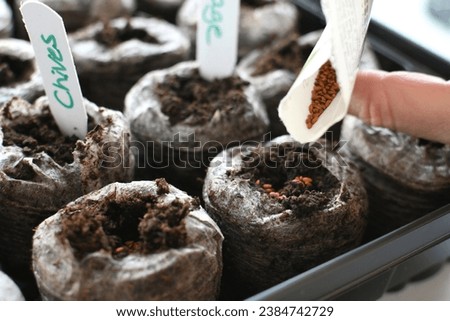 Planting seeds in peat pellets to growing herb vegetable seedlings inside for transplanting later Royalty-Free Stock Photo #2384742729