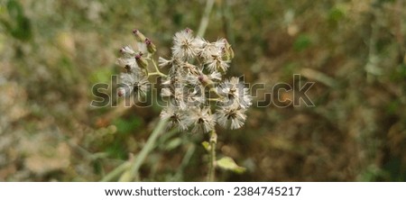Dry grass in forest or dry flowers of Grass 