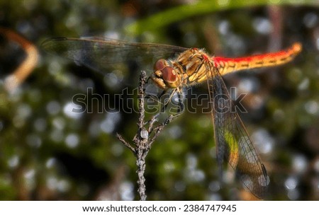 Close-Up of a Male Vagrant Darter (Sympetrum Vulgatum) Dragonfly Holding on to a Twig Royalty-Free Stock Photo #2384747945