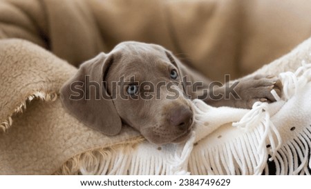 Weimaraner Hunting Dog puppy looking straigt at the camera Royalty-Free Stock Photo #2384749629