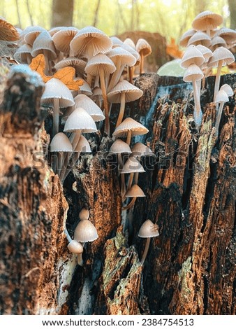 Stump with mushrooms in the autumn forest. Mushroom landscape, screensaver.