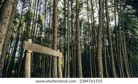 Caribbean pine (Pinus caribaea) trees are long row. Pine park at Chiang Mai, Thailand. Sunrise in pine forest. The forest of pine trees, fir trees and shrubs. Blue sky with cloud.
