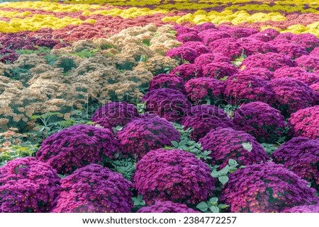 full screen flowers chrysanthemum hd wallpaper 