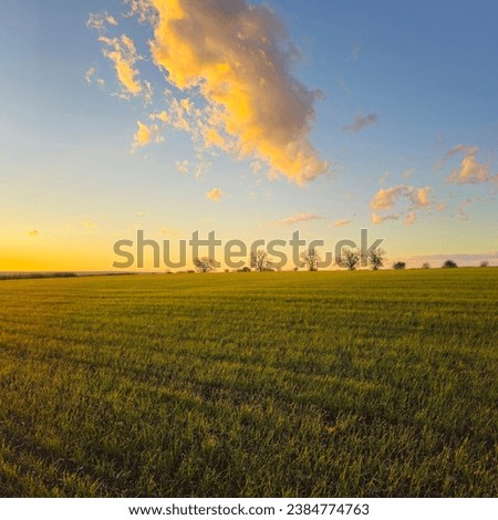 A field of grass with trees in the background