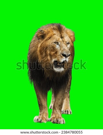 Asiatic Lion P. l. persica green screen background wild mountain funny restricted Majestic Asiatic Lion Portrait in green background. male lion in nature