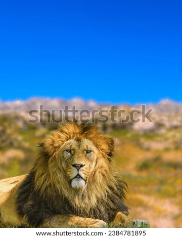 adult male of barbary lion (Panthera leo leo) portrait Barbary lion, Panthera leo leo, captive A closeup of Barbary lion roaming in the savanna in Namibia, Southern Africa green screen Royalty-Free Stock Photo #2384781895
