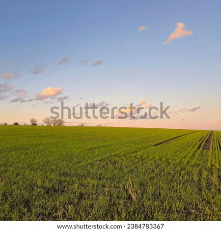 A field of grass with a blue sky and clouds