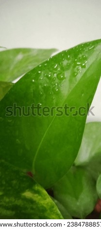 money plant with water drops