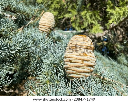 Gymnosperm Female Pine Cones on a Pine Tree waiting to receive their pollen on the winds Royalty-Free Stock Photo #2384791949
