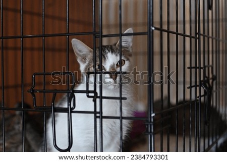 Cat in a cage at an animal shelter Royalty-Free Stock Photo #2384793301