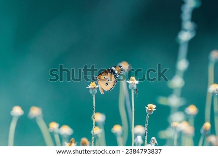beautiful photograph of dainty cute butterfly perching drinking honey nectar from flower background blur wallpaper forest wild flowers spring blooming pleasant blossom empty negative space india 