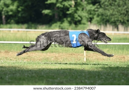deerhound, running, racing, dog, scottish deerhound, gray Royalty-Free Stock Photo #2384794007