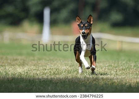 basenji, tricolor, running, racing, dog Royalty-Free Stock Photo #2384796225