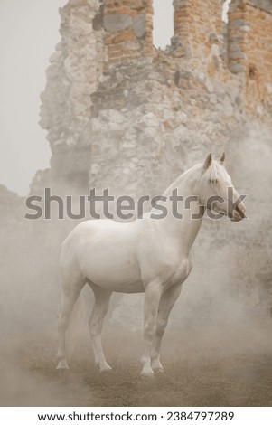 beautiful Cremello horse against the background of ruins