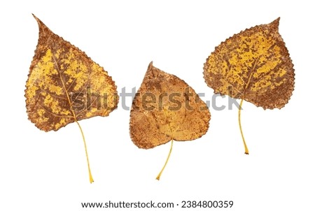 Populus nigra or black poplar autumn brown spotted leaves set isolated on white background. Abaxial surface or lower side of fall foliage. Royalty-Free Stock Photo #2384800359