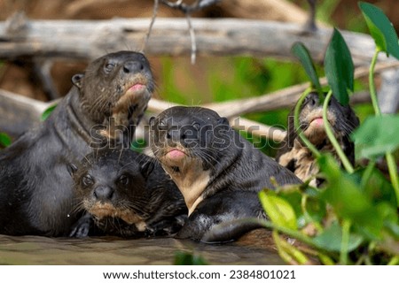 giant otter in rio negro in Pantanal Royalty-Free Stock Photo #2384801021