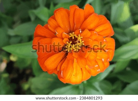 A yellowish-orange flower of unknown type. Probably zinna. (Zinna Elegans). Zinnas are widely used for ornamental purposes in Türkiye. Royalty-Free Stock Photo #2384801293