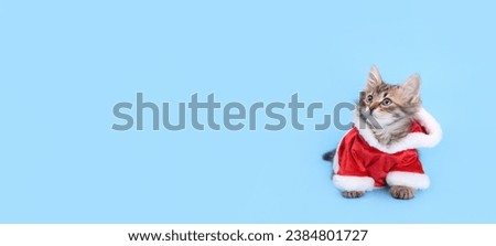 Kitten on the blue background. Cat Santa Claus. Merry Christmas. Cat clothes. Pet Supplies. Happy New Year 2024. Christmas cat card. Santa's helper. Beautiful web banner with copy space. Holiday card