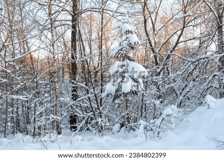 Winter forest landscape. Snow covered trees for publication, design, poster, calendar, post, screensaver, wallpaper, postcard, banner, cover, website. High quality photography