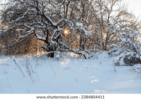 Winter forest on sunset. Snow-covered trees in the winter landscape for publication, poster, calendar, post, screensaver, wallpaper, postcard, banner, website. High quality photography