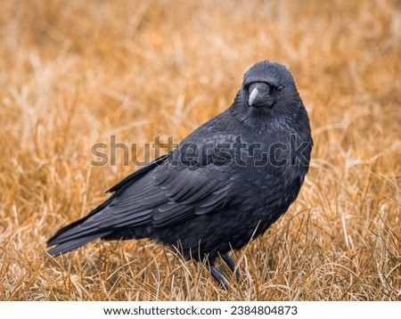 Lateral close-up of a carrion crow (Corvus corone). The crow stands in a meadow and looks into the camera. Royalty-Free Stock Photo #2384804873