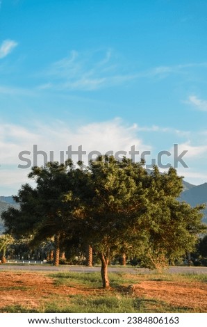 An unknown tree in Izmir, Turkey. Seems like it may be an African Sumac (Searsia Lancea?) Royalty-Free Stock Photo #2384806163