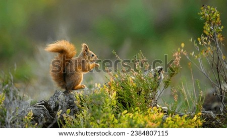 Cute Norwegian Red squirrel (Sciurus vulgaris) in forest Royalty-Free Stock Photo #2384807115