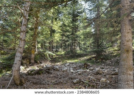Trees in the forest in Mersin, Turkey. It can be used in banners, posters and promotions of activities such as trekking, nature trips, forest sports, sightseeing. Royalty-Free Stock Photo #2384808605