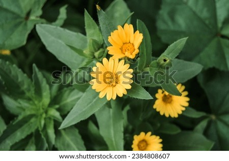 A field marigold (prob. Calendula Arvensis) growing in Mersin, Turkey. An example can be used as a visual in a work that symbolizes clarity. Royalty-Free Stock Photo #2384808607