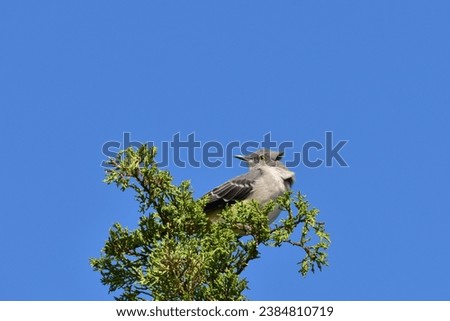Mocking bird perched in a tree