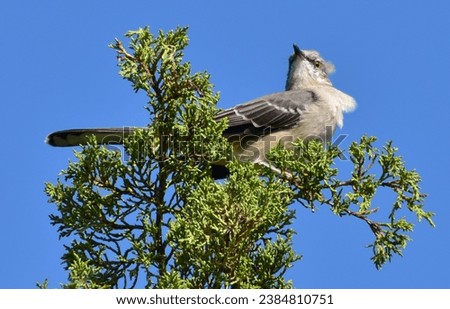 Mocking bird perched in a tree