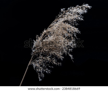 A sprig of dried shaggy beige grass on a black background. Subject shot. High quality photo