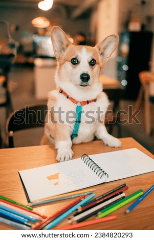 Corgi dog draws pictures with pencils in a cafe