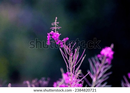 A close up picture of purple fireweed flowers, Chamaenerion angustifolium, in a blue-green background.