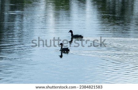 beautiful photograph of coot ducks ducklings waterfowl silhouette swimming in pond lake wallpaper background forest swamp ripples india isolated lonely empty negative space aquatic wildlife