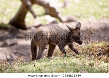 the kangaroo-Island Kangaroo joey has a brown body with a white under belly. They also have black feet and paws