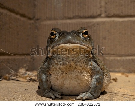 A Sonoran Desert Toad sets his long gaze upon the camera, hoping there might be food behind it! Royalty-Free Stock Photo #2384822891