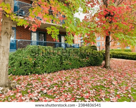 Flowers, trees, fall, leaves, colorful