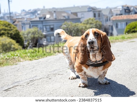 Senior Basset Hound on walk in an urban park in San Francisco. Royalty-Free Stock Photo #2384837515