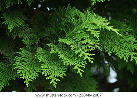 Japanese cypress  Hinoki tree ( Chamaecyparis obtusa ) Leaves, bark, cones. Cupressaceae conifer. Cones ripens to reddish-brown color from October to November. Royalty-Free Stock Photo #2384842087