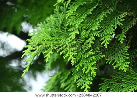 Japanese cypress  Hinoki tree ( Chamaecyparis obtusa ) Leaves, bark, cones. Cupressaceae conifer. Cones ripens to reddish-brown color from October to November. Royalty-Free Stock Photo #2384842107