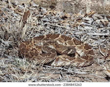 Diamondback Rattlesnake Coiled Up in the Sun Ready to Strike