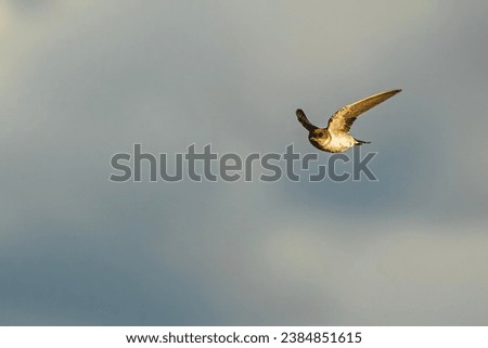 The western house martin (Delichon urbicum), sometimes called the common house martin, northern house martin or, particularly in Europe, just house martin
