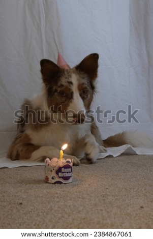 Dog wearing a birthday hat looking at birthday cupcake