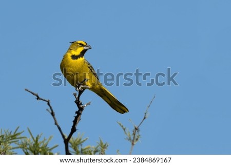 Yellow cardinal (Gubernatrix cristata) is a species of South American bird in the tanager family Thraupidae.  It is very rare and can only be found in South America.  Royalty-Free Stock Photo #2384869167