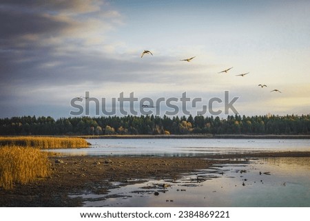 Geese flying over natural wetlands. Royalty-Free Stock Photo #2384869221