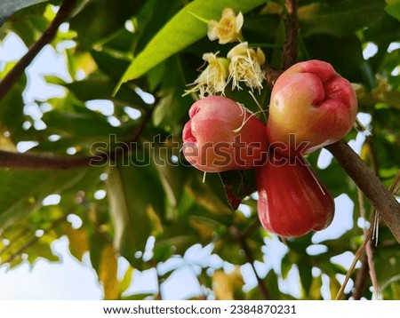 Syzygium aqueum (watery rose apple, water apple, bell fruit, jambu air) fruits on the tree. The fruit has a very mild and slightly sweet taste similar to apples, and a crisp watery texture.   Royalty-Free Stock Photo #2384870231