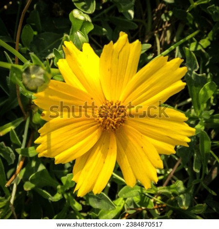 Sand coreopsis flower pictured from top close up