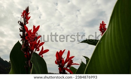 red fiery poker pepper flower plant against a fluffy puffy white cloud sky Royalty-Free Stock Photo #2384876993